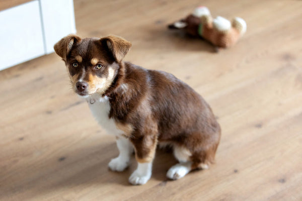 Puppy Enrichment Toys for Behavior, Confidence, and Learning