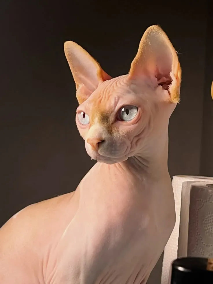 cute-sphynx-cat​-starring