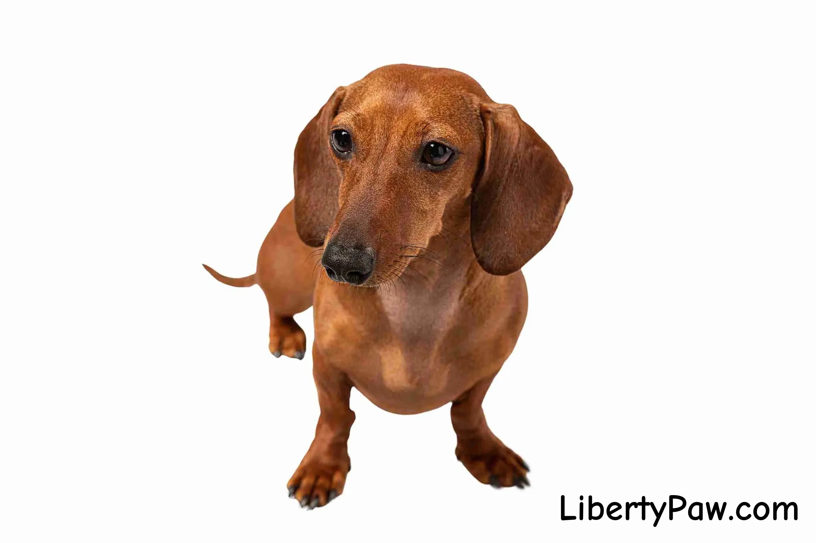 Dachshund