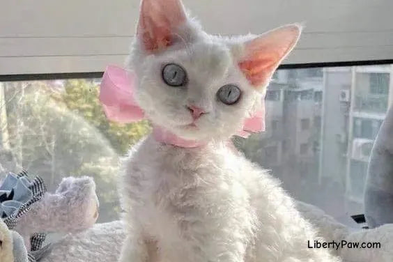 Devon Rex