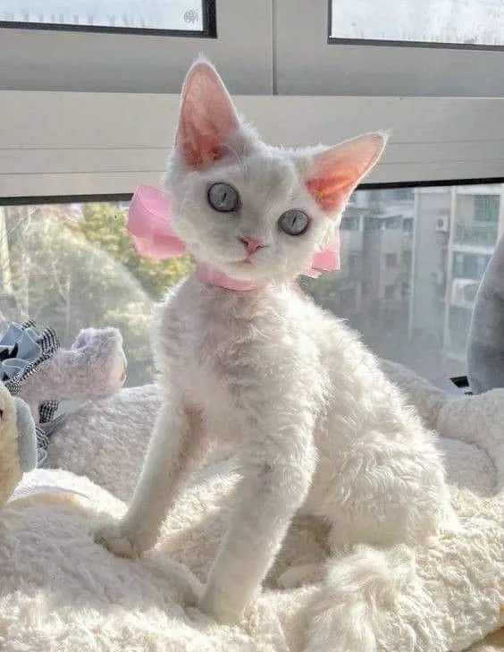 devon rex kittens sitting