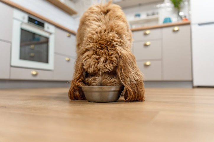 dog eating from bowl in kitchen