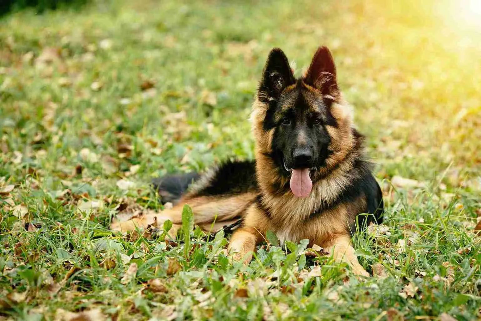 German Shepherd lying on grass