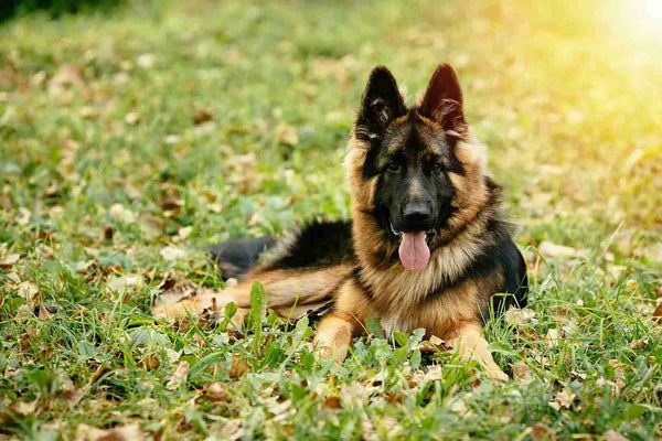 Why American-Made Pet Toys Are Safer: Stop Wasting Money on Imports
