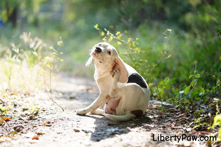 Dog scratching itchy skin — holistic allergy relief with USA-made supplements