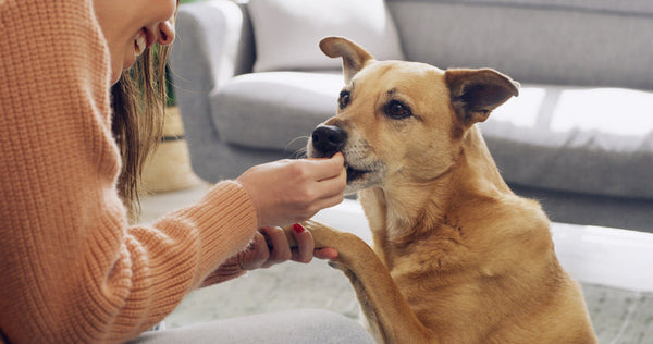 Made in USA Dog Supplements: Why Domestic Production Matters for Pet Health