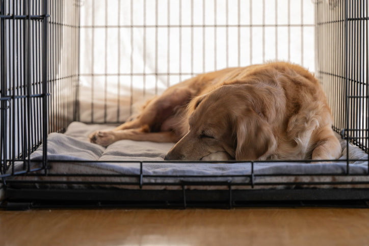 Crate Training Success: A 30-Day Enrichment Plan to Build Calm, Confident Dogs