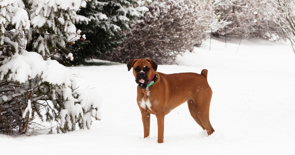 Dog in snow