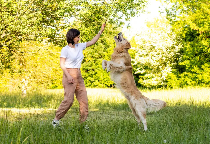 dog jumping on grass with woman