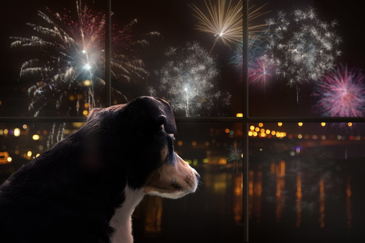 Calming Chews for Dogs During Fireworks: A July 4th Survival Guide