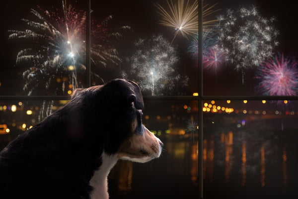 Calming Chews for Dogs During Fireworks: A July 4th Survival Guide