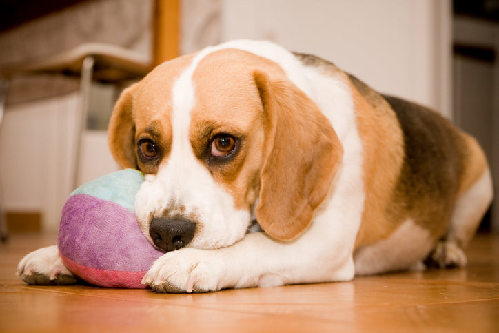Rotate Dog Toys: A Simple System for Maximum Enrichment