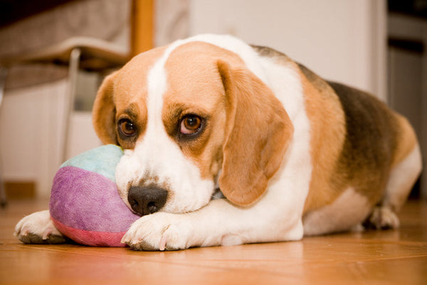 Rotate Dog Toys: A Simple System for Maximum Enrichment