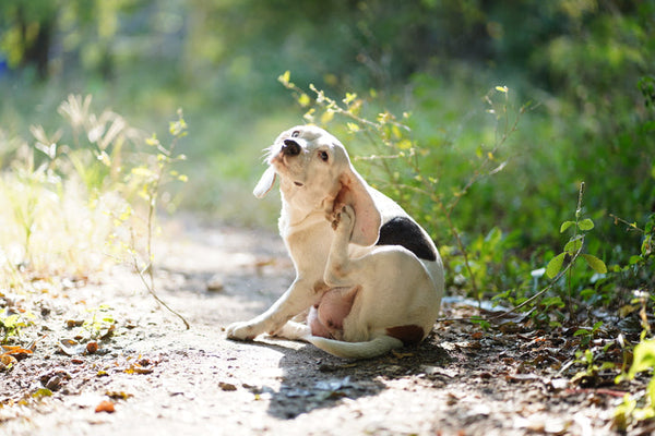 Itchy Dog Scratching? Holistic, USA-Made Relief for Allergy-Prone Dogs
