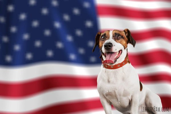 Why Buying American-Made Pet Supplies Is the Best Thing You Can Do for Your Pet