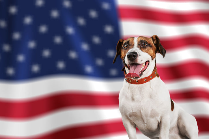 Dog in front of American Flag
