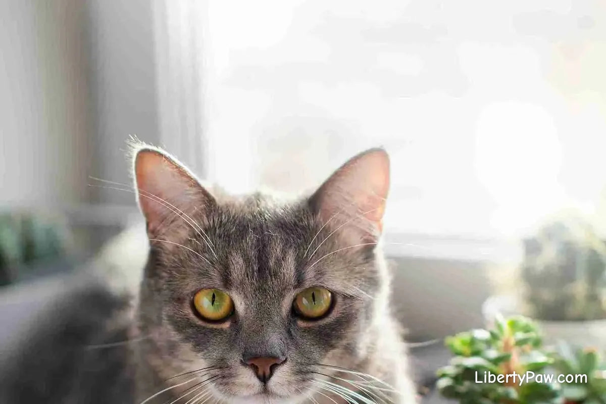Domestic Shorthair