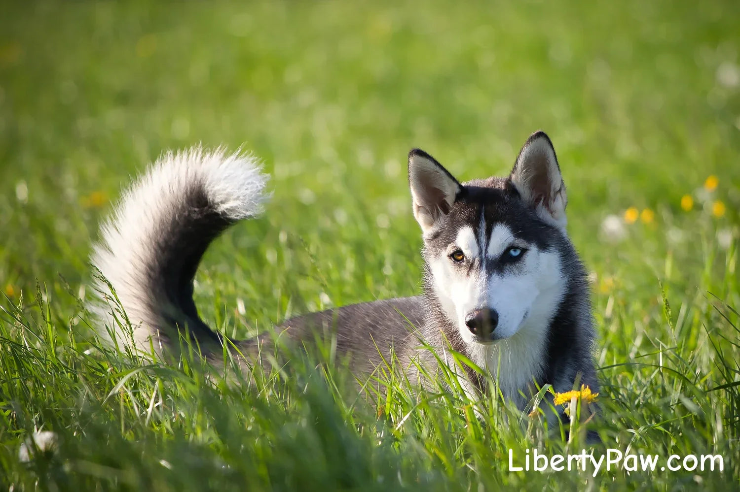 Happy dog outdoors in a green field — eco-friendly pet parenting