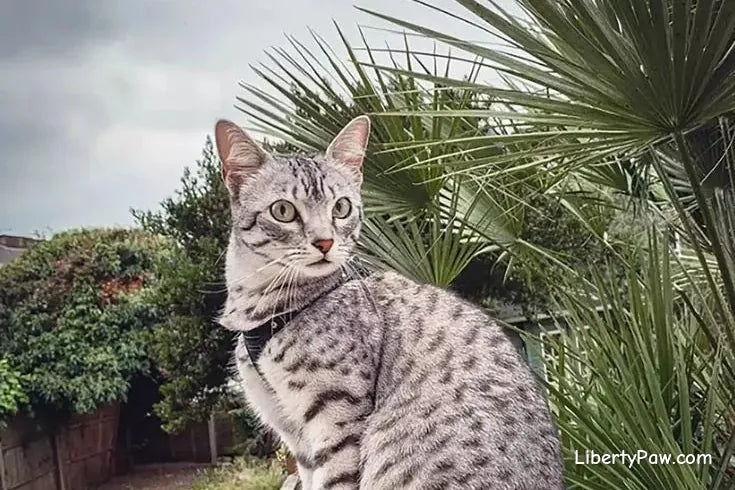 Egyptian Mau