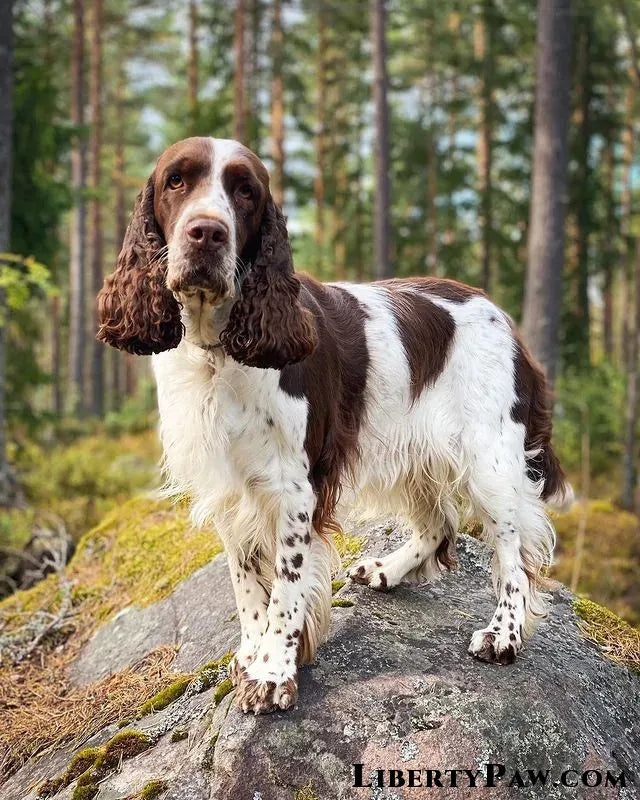 Ultimate English Springer Spaniel Guide: Traits, Care, Training & Health Tips