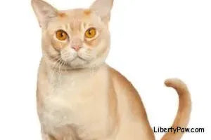 European Burmese