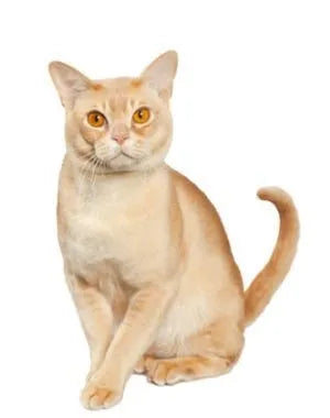 European Burmese