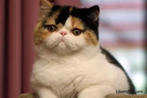 Exotic Shorthair