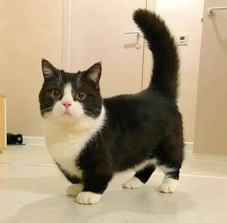 fluffy-munchkin-cat-standing-on-floor