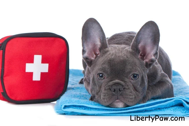 Black French Bulldog with a dog owner's emergency kit