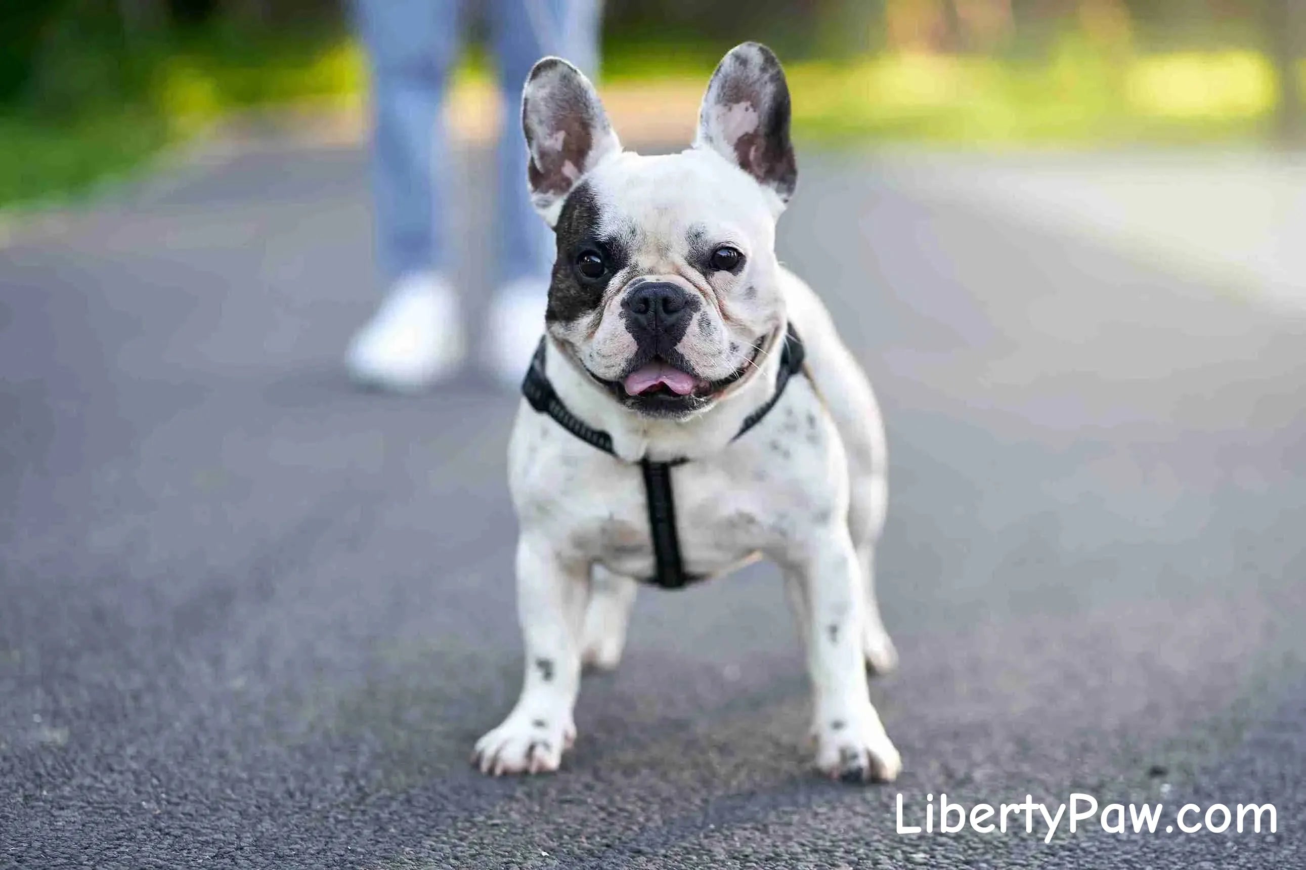French Bulldog