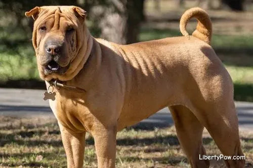German Shar pei