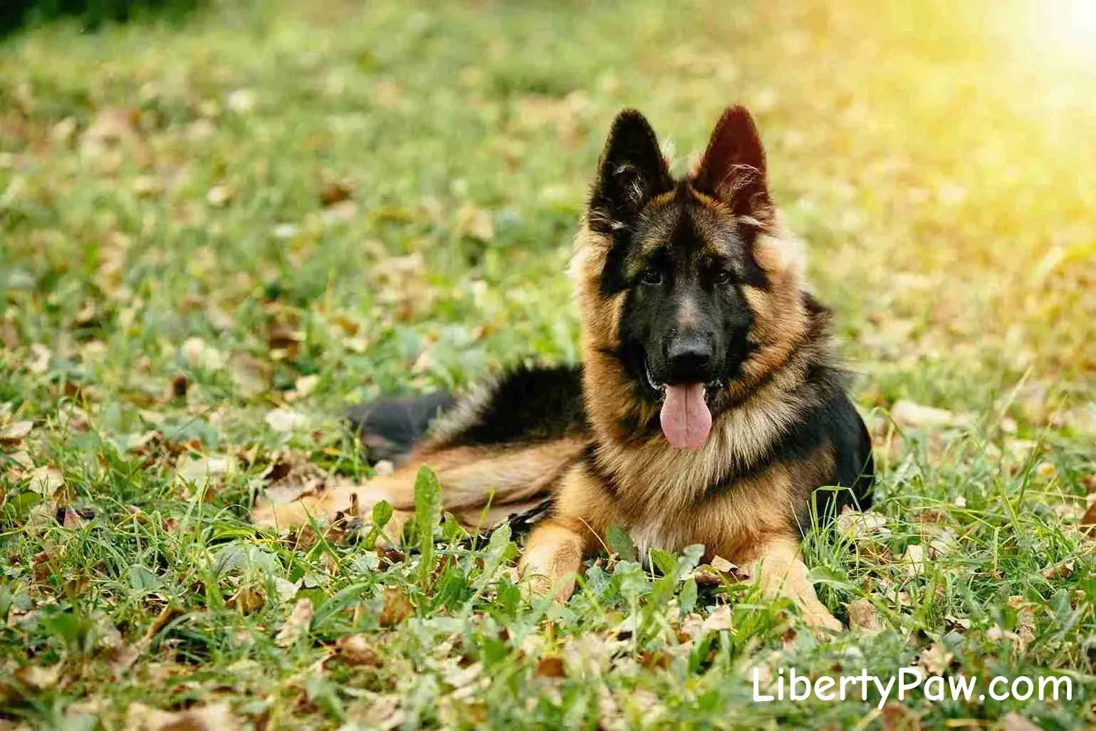German Shepherd Breed Guide: Traits, Care, Training & Health Tips