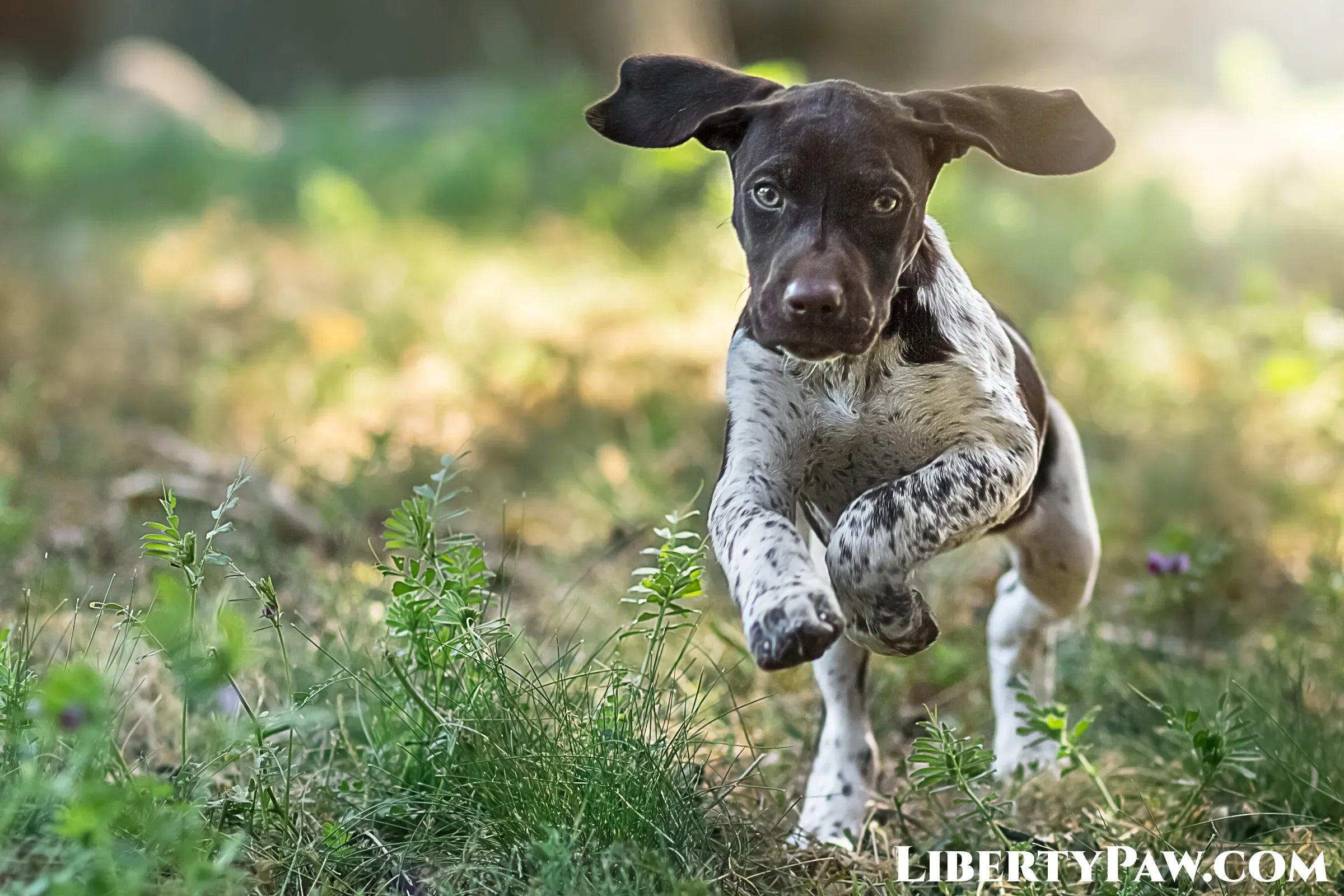 Ultimate German Shorthaired Pointer Guide: Traits, Care, Training & Health Tips