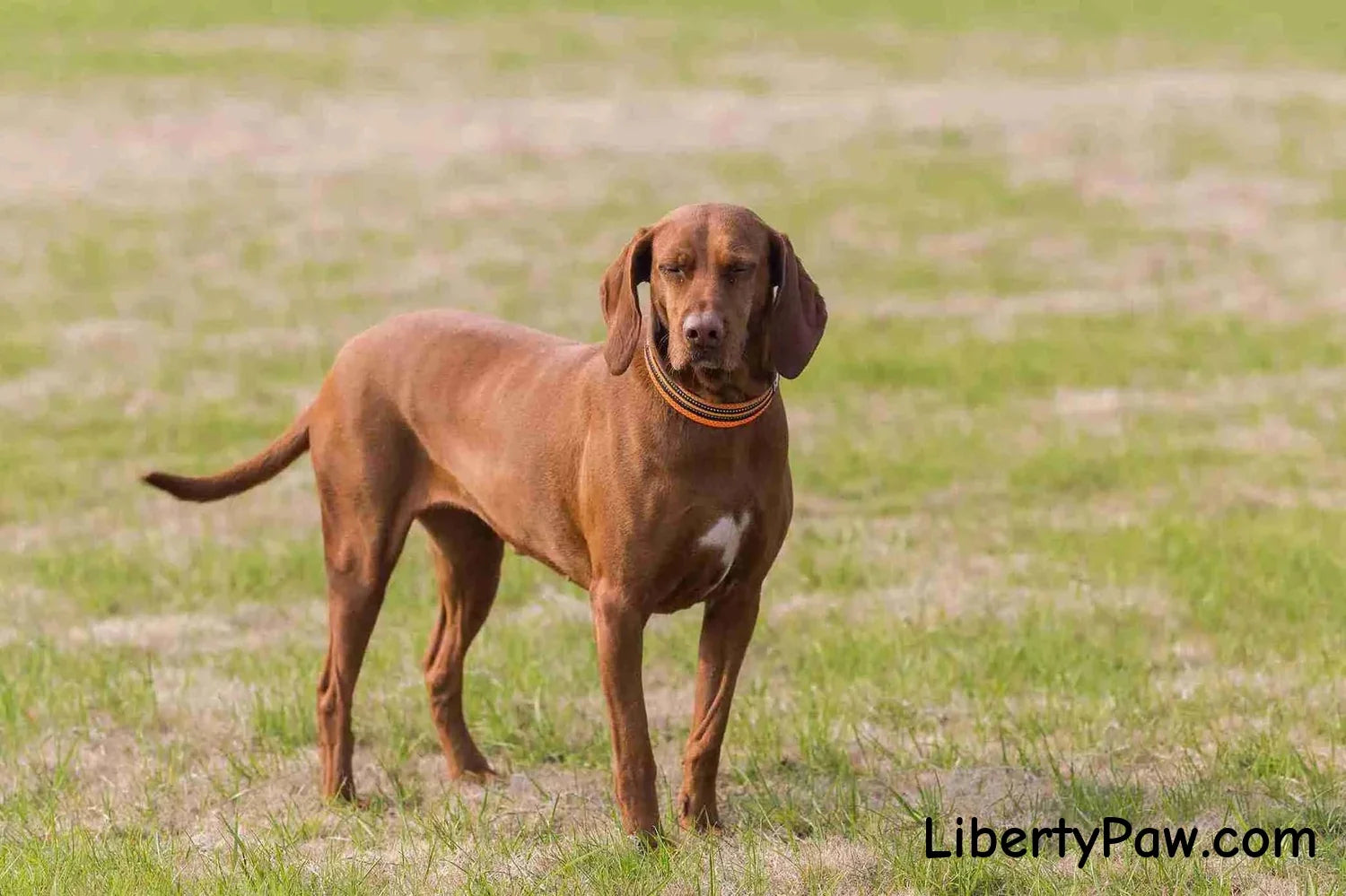 German Shorthaired Pointer
