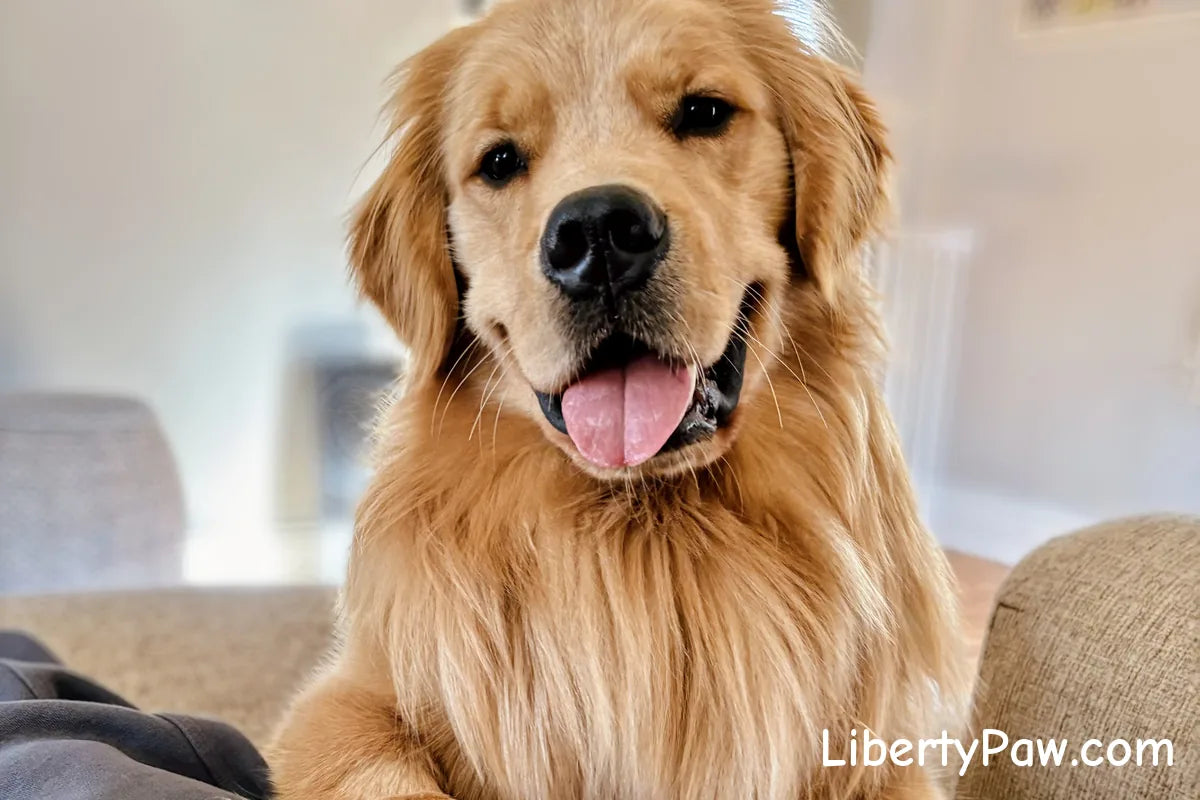 Golden Retriever Deshedding Kit: The Rake-and-Dryer System for a Swim-Ready Coat