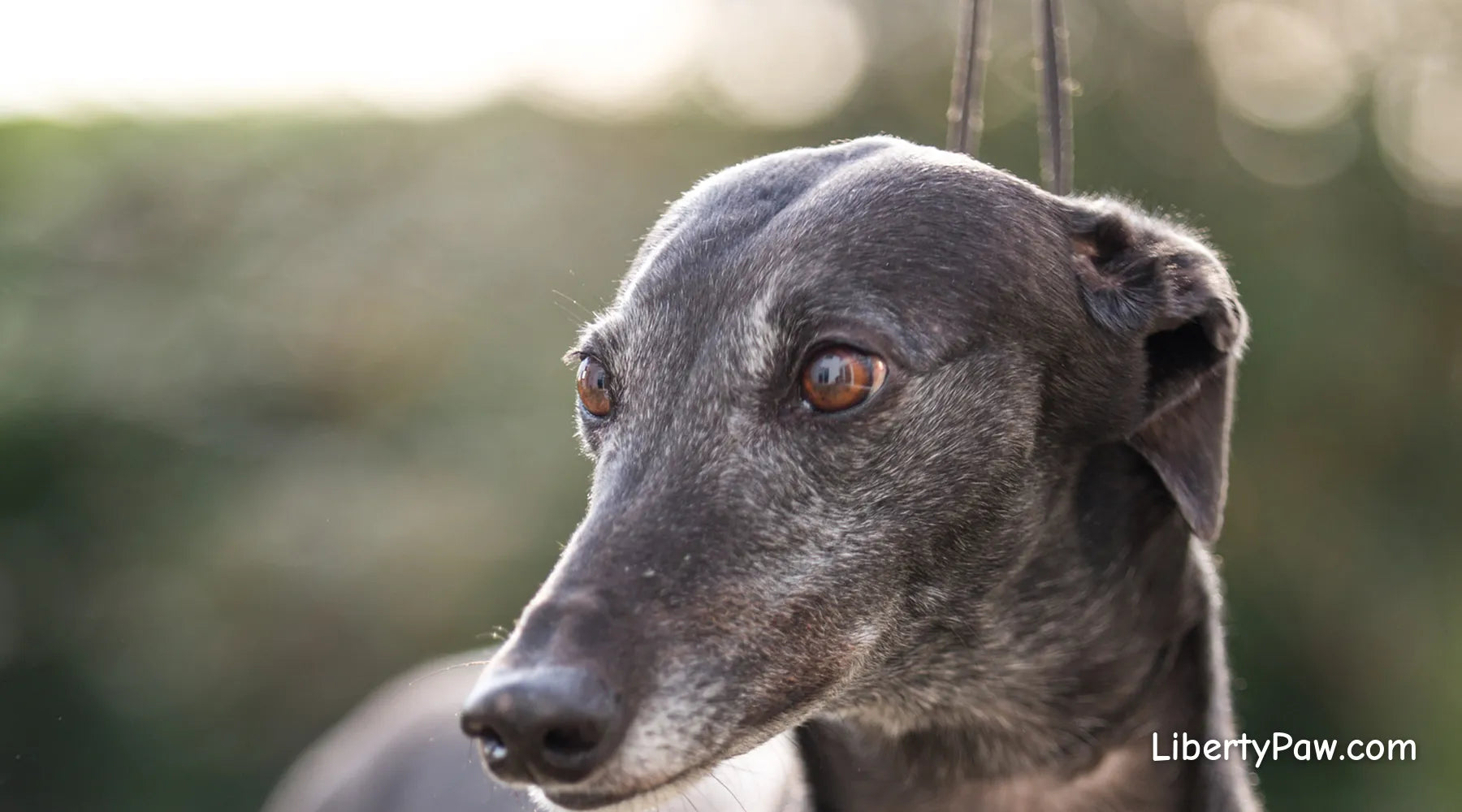Ultimate Greyhound Guide: Traits, Care, Training & Health Tips