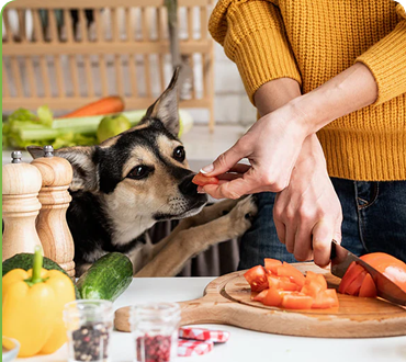 A How-to Guide for Tick Removal From Your Pets