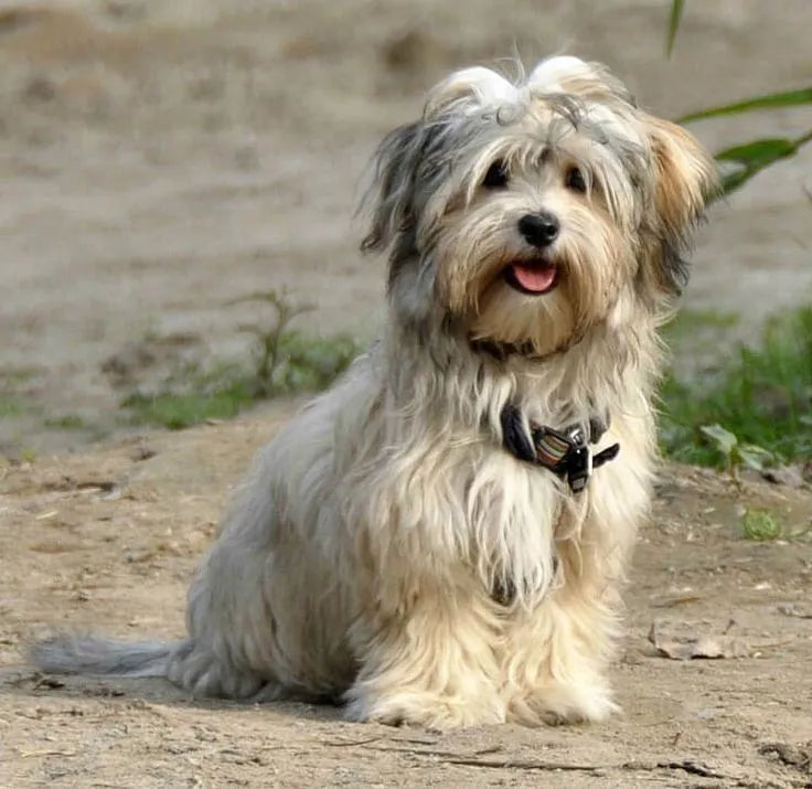 long-haired-dog-with-tongue-out