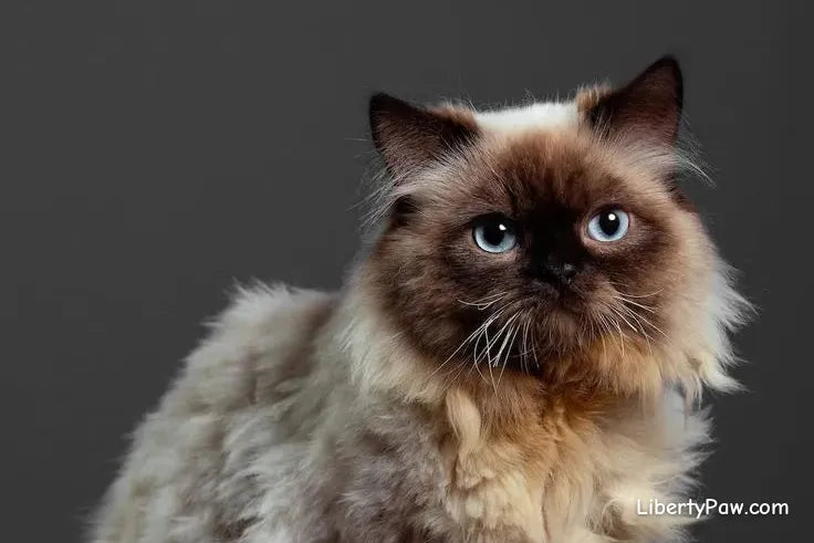 Himalayan Cat