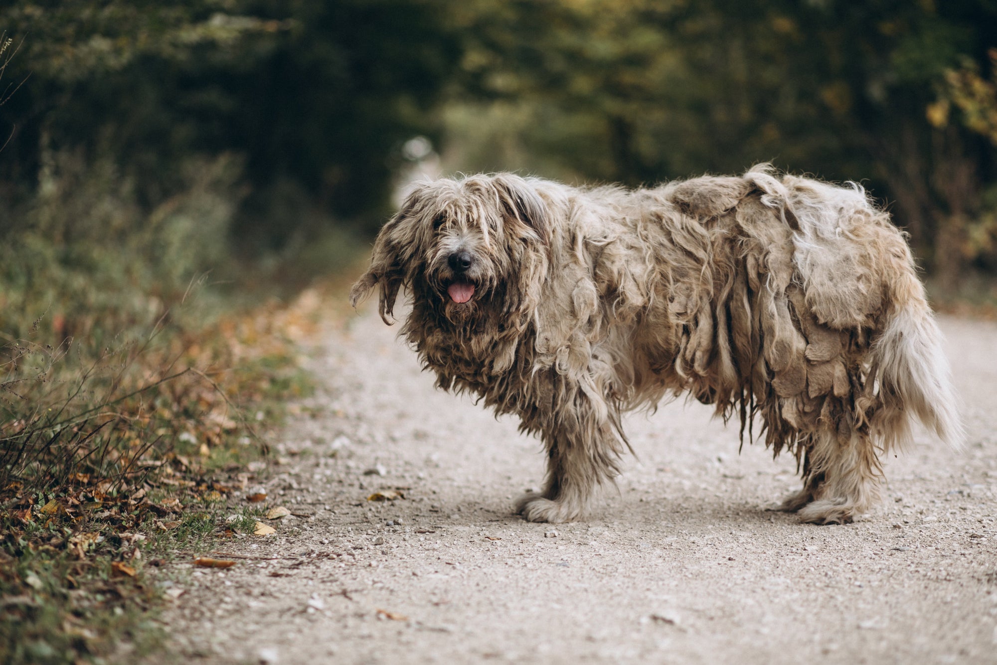 Dog with matted fur