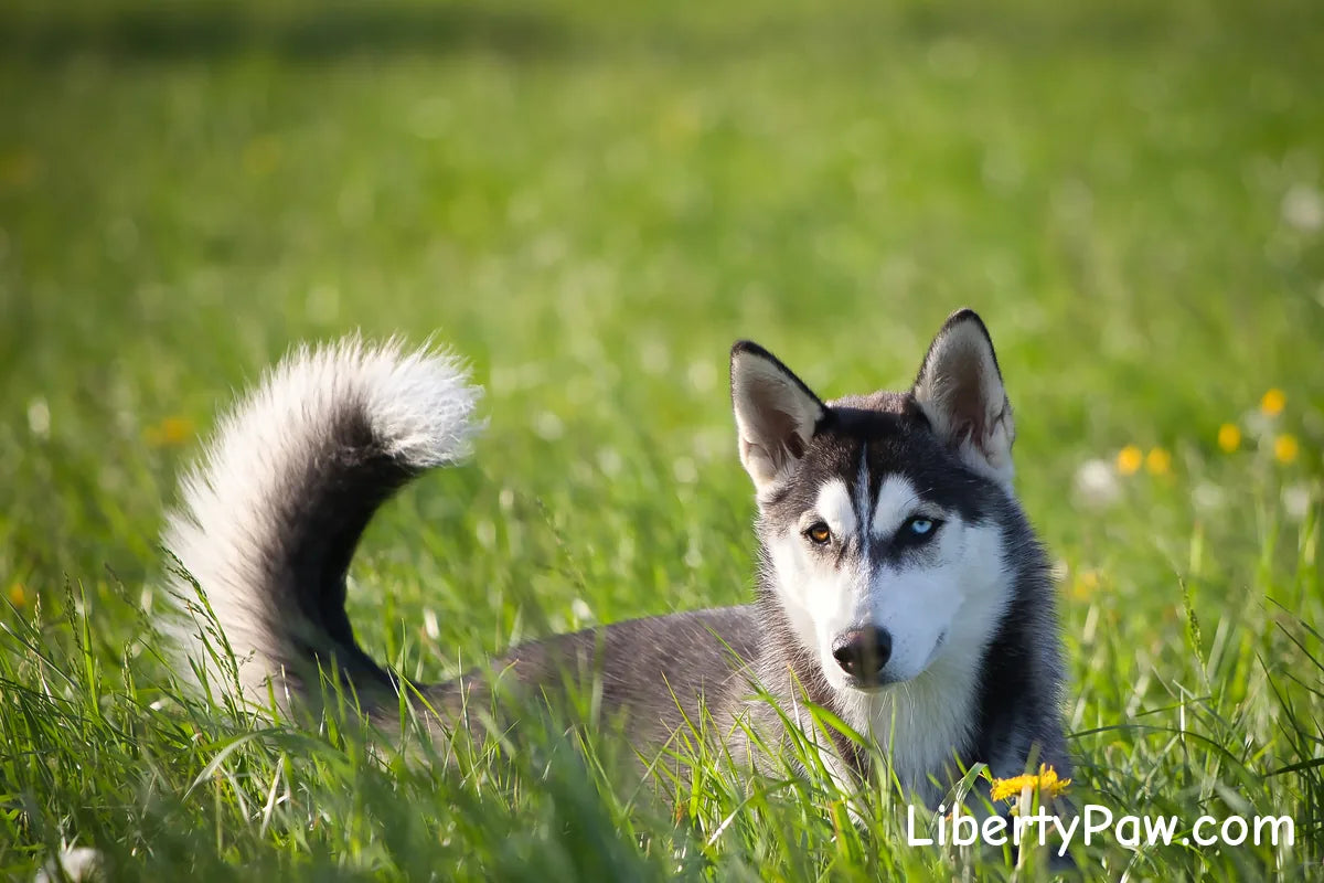 Shedding Season Survival: How to Clear Dense Undercoats Before They Mat