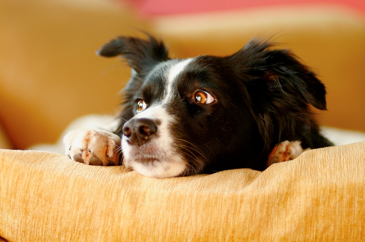 Border Collie looking stressed
