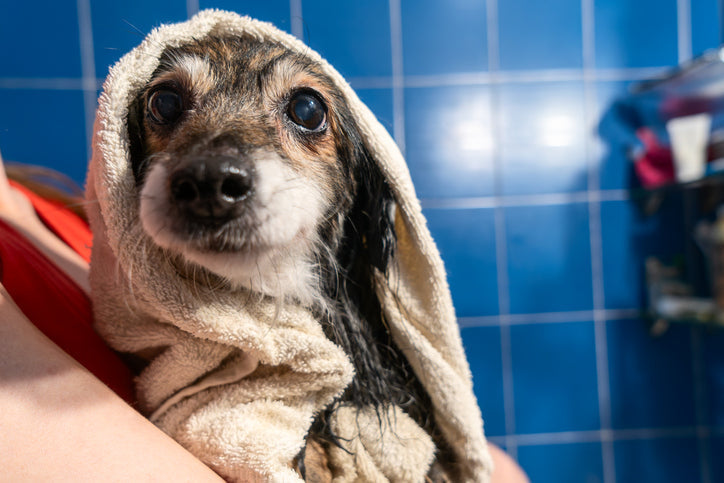 dog with towel on head after bath