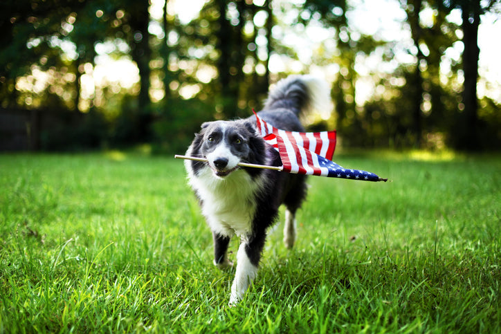 dog carrying American Flag in it's mouth