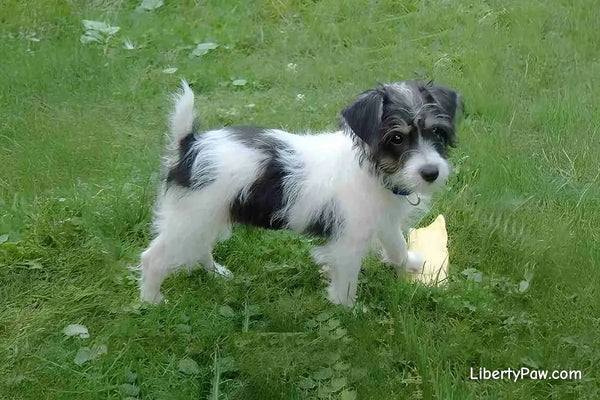 Jackapoo Dog