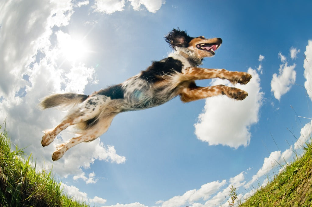 From Hyper to Calm: A Complete Enrichment System for High-Energy Dogs