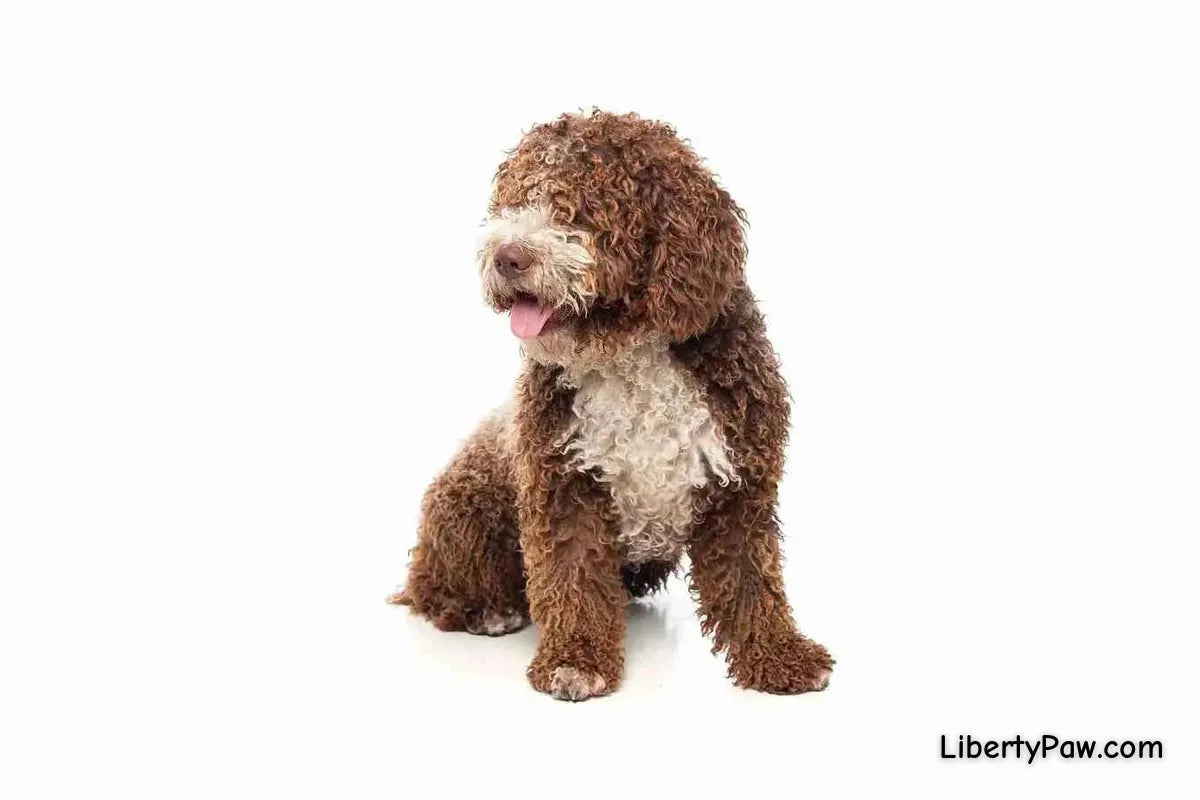 Labradoodle