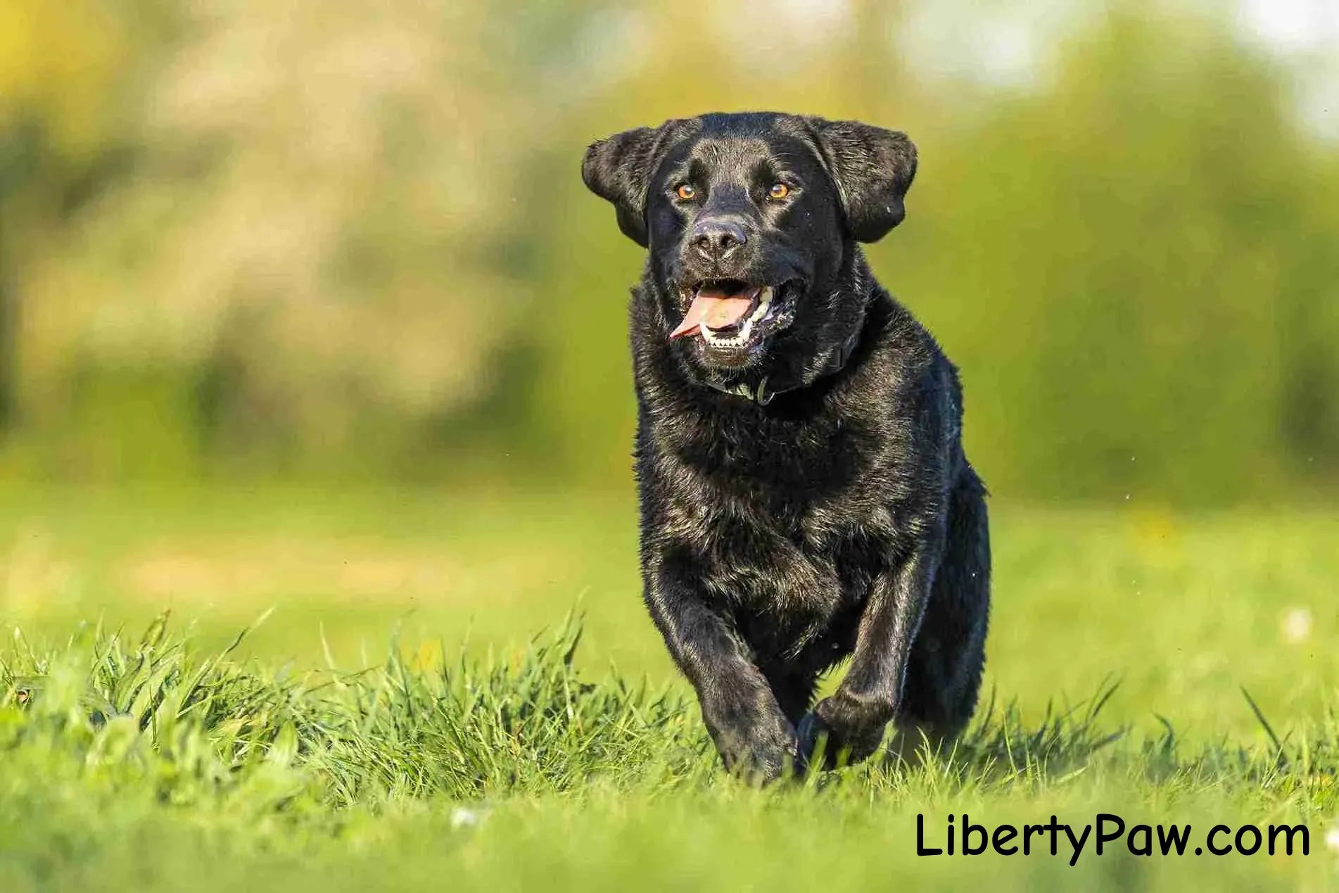 Labrador Retriever