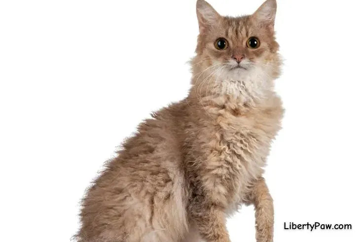 Laperm Cat