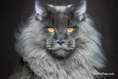 Maine Coon